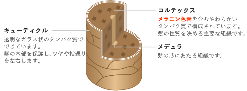 キューティクルやコルテックス、メデュラなど髪の構造