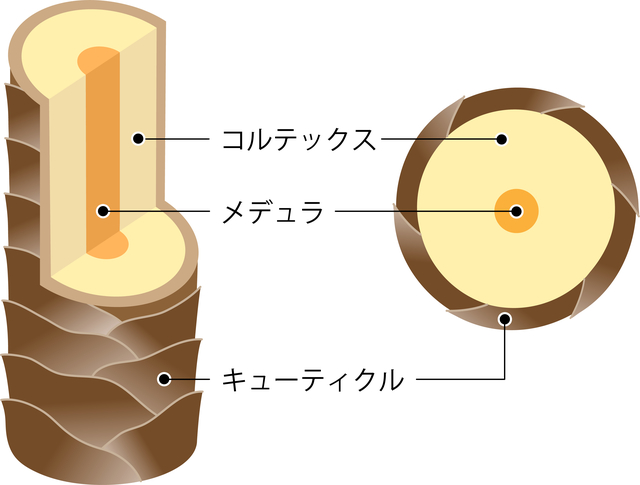 湿気が多いと髪が広がる、うねりが出る理由

