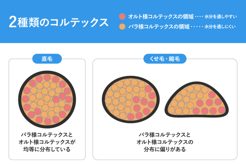 くせ毛のメカニズム